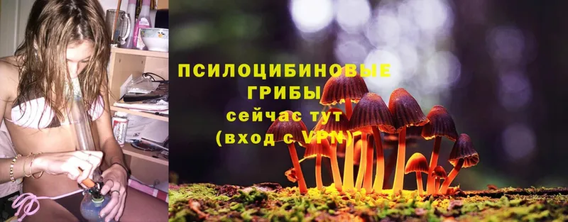 Псилоцибиновые грибы Psilocybe  купить наркотики цена  Алдан 